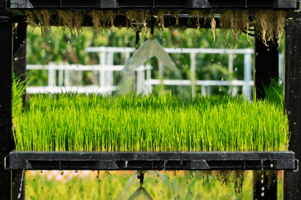 Sistema de Aeroponia em funcionamento.