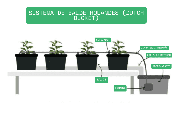 Cultivo de tomates em sistema de Balde Holandês
