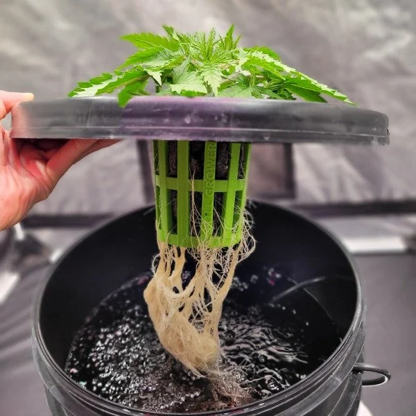 Sistema DWC (Deep Water Culture) em balde.