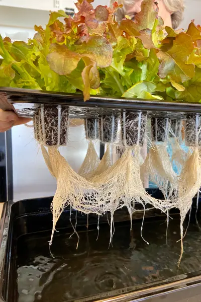 Sistema DWC (Deep Water Culture).