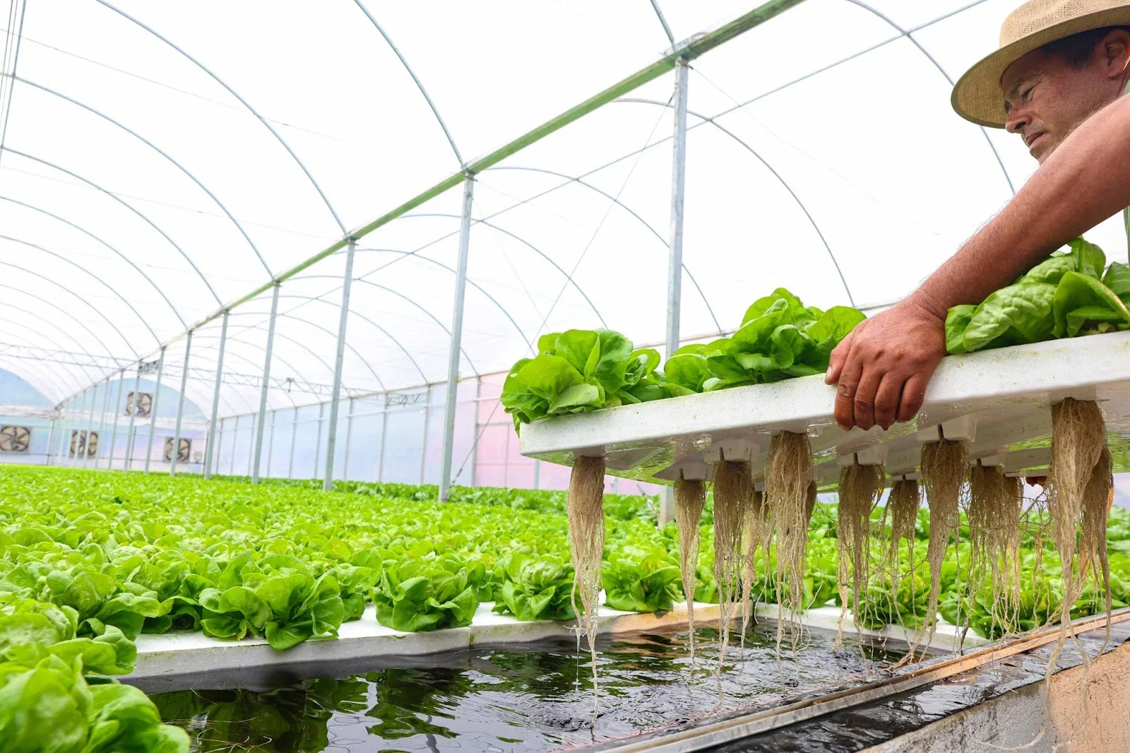 Sistema de Substrato (Pavio ou Manual) em cultivo doméstico iniciante.