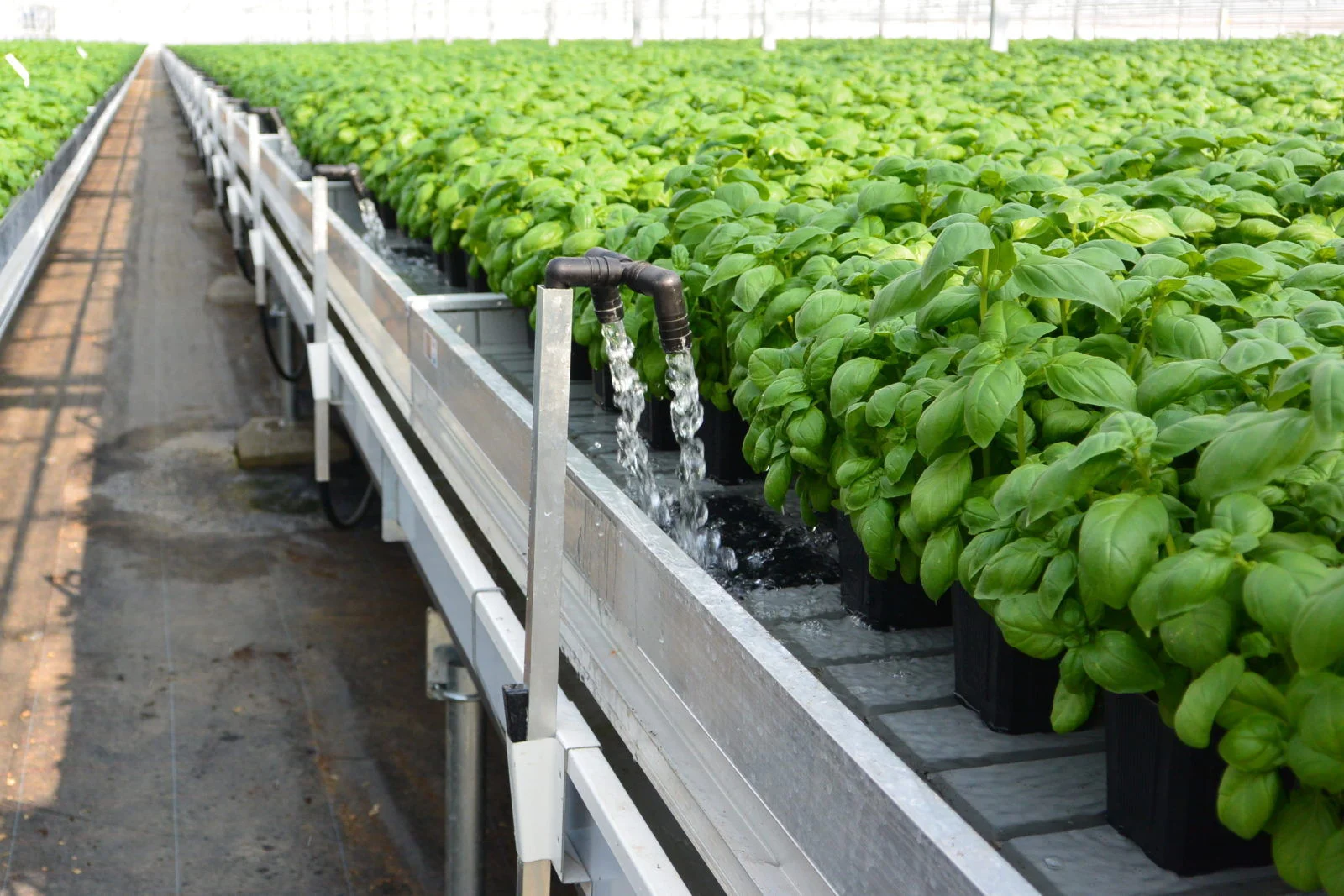 Sistema Ebb and Flow (Maré e Vazante) destacando o enchimento automatizado da bancada de cultivo.