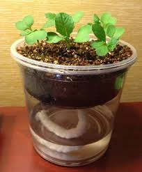 Sistema de Substrato (Pavio ou Manual) em cultivo doméstico iniciante.