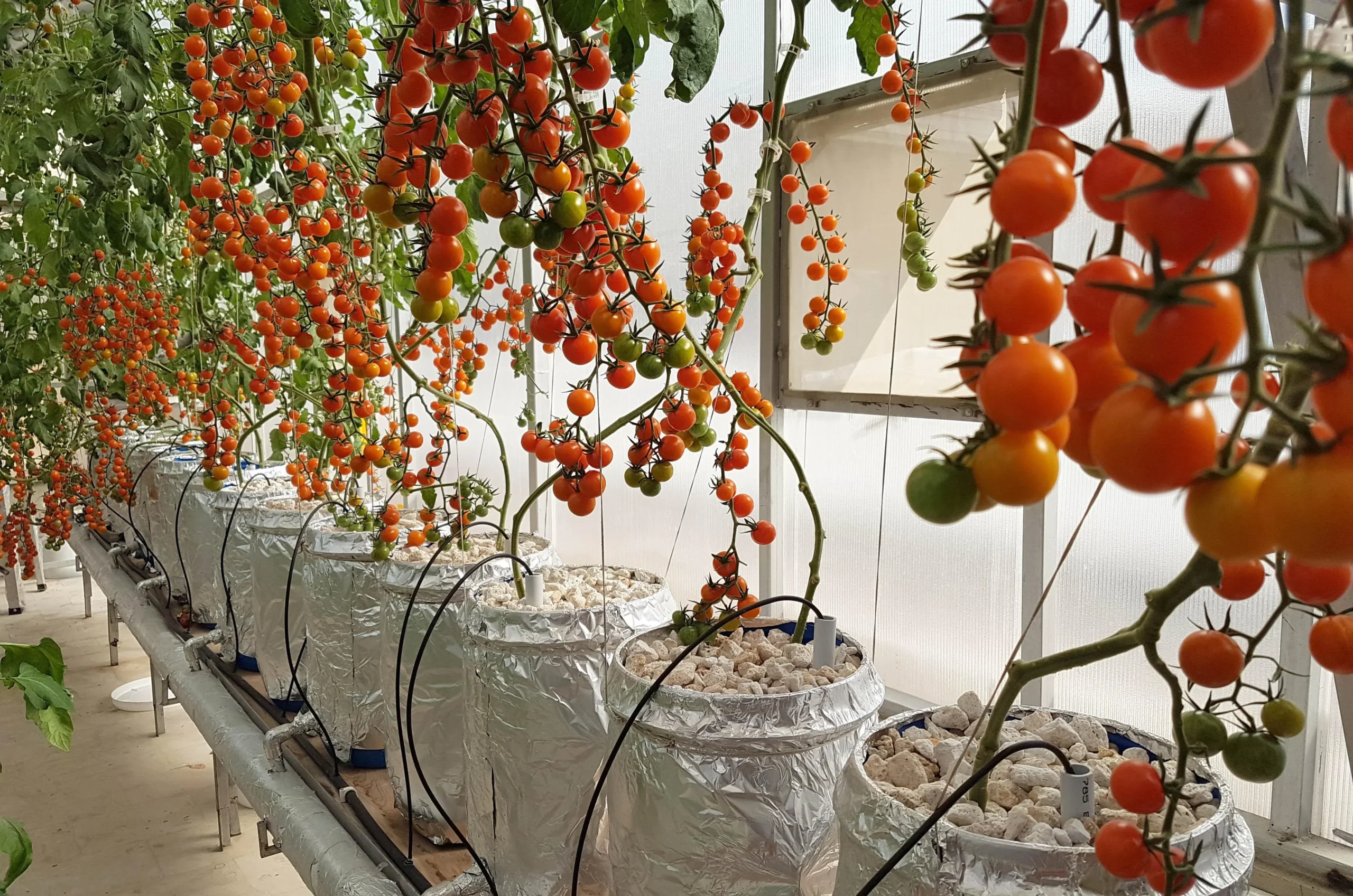 Cultivo de tomates em sistema de Balde Holandês
