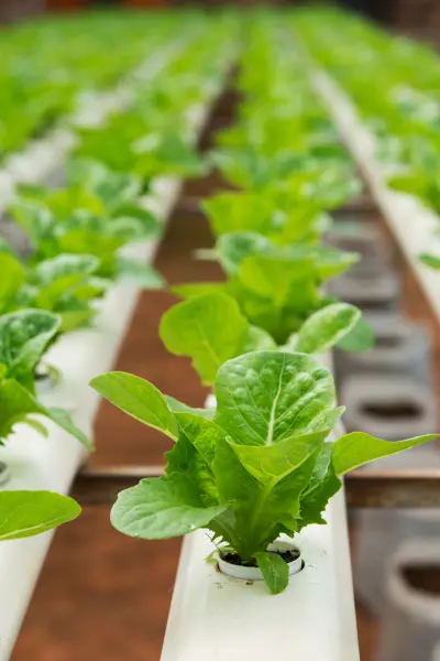 Cultivo de alface em sistema NFT com canais hidropônicos