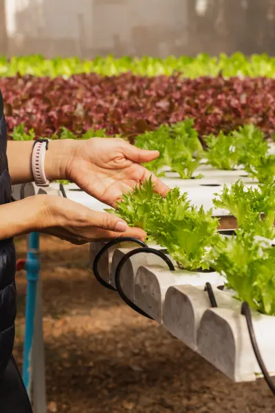 Cultivo hidropônico em sistema NFT com pés de alface