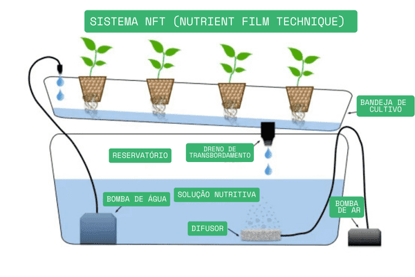 Cultivo de alface em sistema NFT com canais hidropônicos
