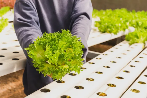 Pessoa segurando alface produzida em sistema hidropônico, representando alimentos sem agrotóxicos na hidroponia