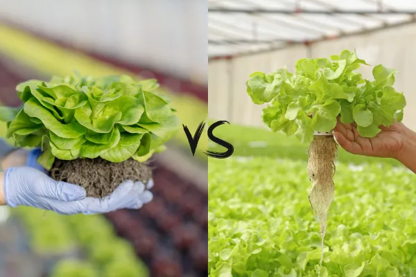 Comparação entre alimentos hidroponicos vs organicos. Alface orgânica no solo e alface hidropônica em sistema fechado.