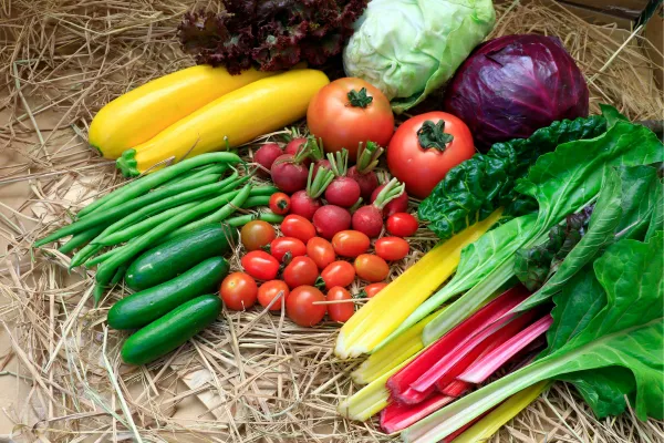 Diversidade de vegetais orgânicos colhidos em hortas tradicionais.