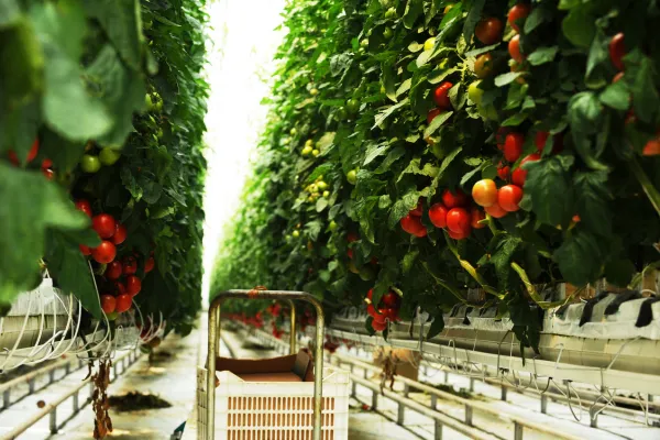 Produção de tomates em estufa hidropônica reforçando a segurança alimentar com hidroponia