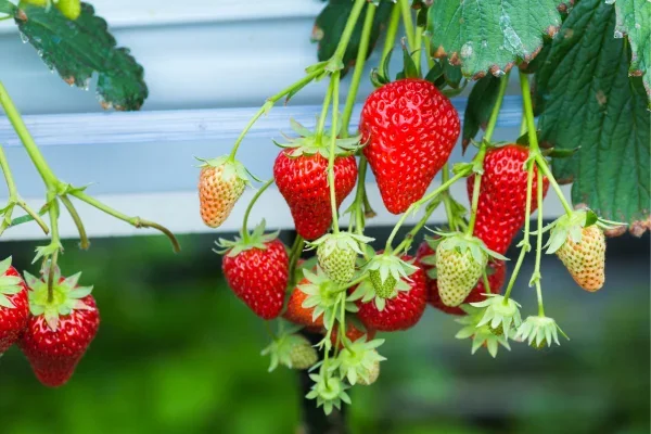 Morangos crescendo em sistema hidropônico suspenso em diferentes estágios de maturação
