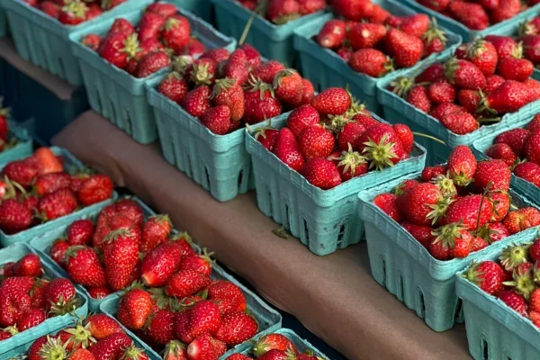 Morangos colhidos e organizados em cestas prontas para venda direta ao consumidor