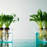 Plantas crescendo em recipientes hidropônicos compactos com raízes submersas em água