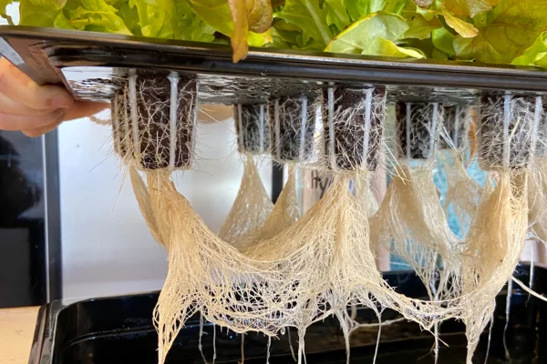 Raízes brancas e saudáveis de plantas hidropônicas em sistema compacto